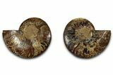 Cut & Polished, Crystal-Filled Ammonite Fossil - Madagascar #317994-1